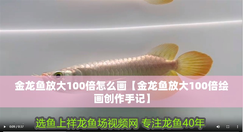 金龍魚放大100倍怎么畫【金龍魚放大100倍繪畫創作手記】