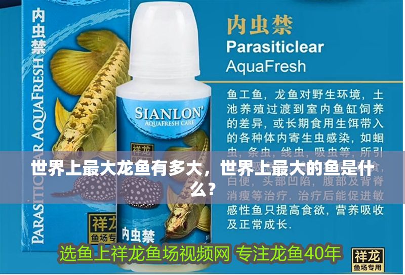 世界上最大龍魚有多大，世界上最大的魚是什么？