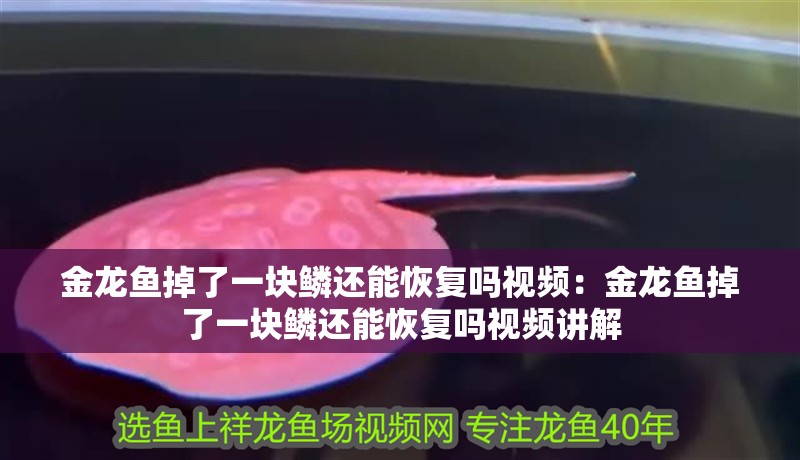 金龍魚掉了一塊鱗還能恢復嗎視頻：金龍魚掉了一塊鱗還能恢復嗎視頻講解 金龍魚掉了一塊鱗還能恢復嗎視頻：金龍魚掉了一塊鱗還能恢復嗎視頻講解 水族問答