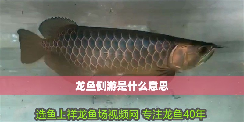 龍魚側游是什么意思