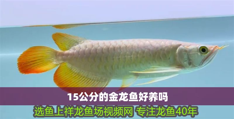 15公分的金龍魚好養嗎