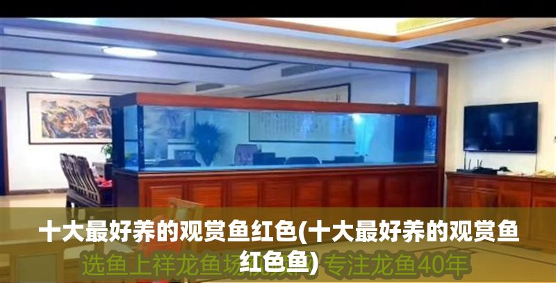 十大最好養的觀賞魚紅色(十大最好養的觀賞魚紅色魚)