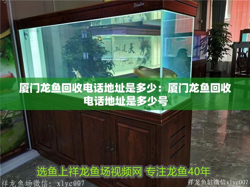 廈門龍魚回收電話地址是多少：廈門龍魚回收電話地址是多少號
