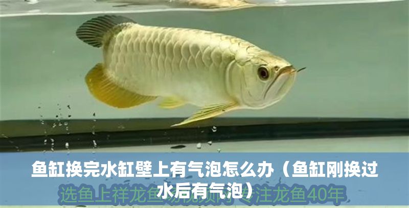 魚缸換完水缸壁上有氣泡怎么辦（魚缸剛換過水后有氣泡）
