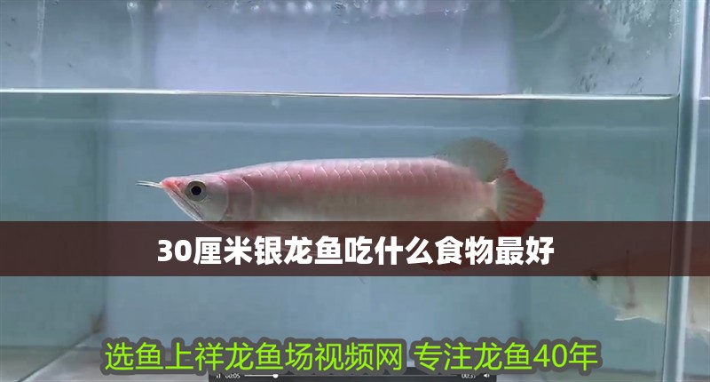 30厘米銀龍魚吃什么食物最好