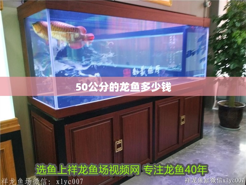 50公分的龍魚多少錢