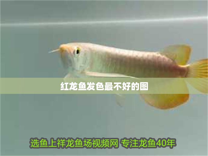 紅龍魚發(fā)色最不好的圖