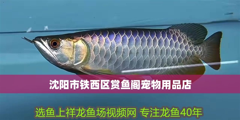 沈陽市鐵西區(qū)賞魚閣寵物用品店