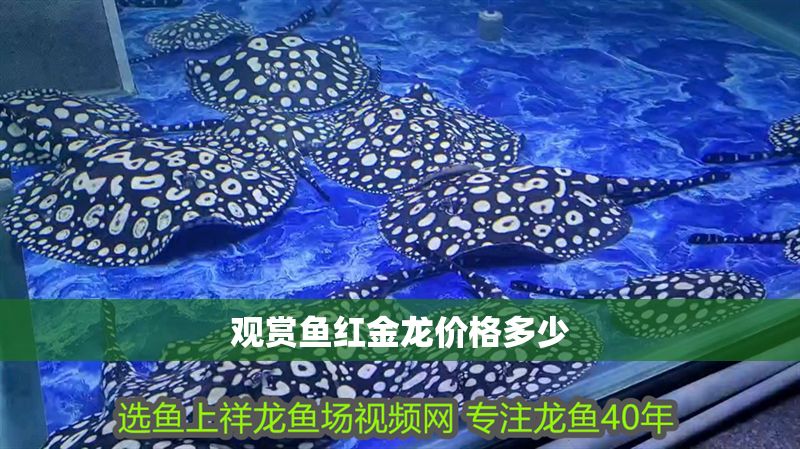 觀賞魚紅金龍價格多少