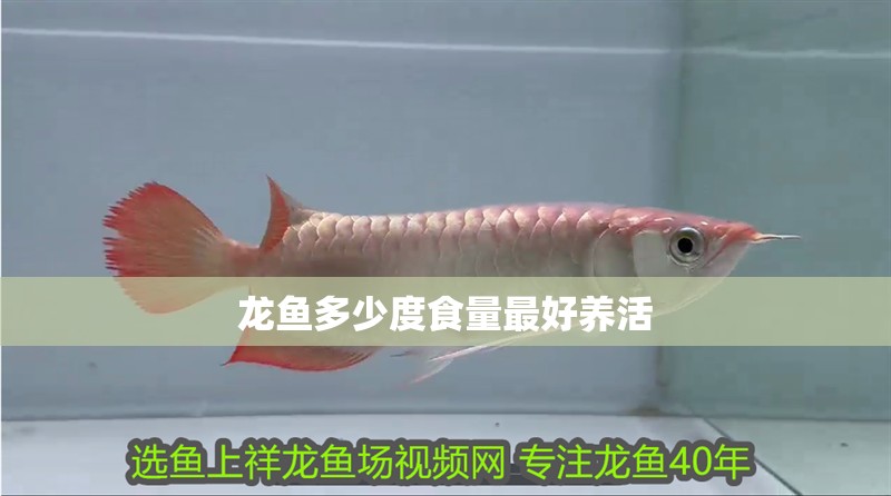 龍魚多少度食量最好養活
