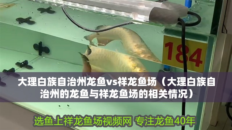 大理白族自治州龍魚vs祥龍魚場（大理白族自治州的龍魚與祥龍魚場的相關情況） 大理白族自治州龍魚vs祥龍魚場（大理白族自治州的龍魚與祥龍魚場的相關情況） 全國水族館企業名錄 第1張