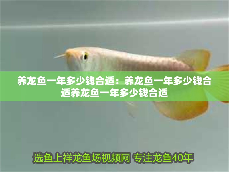 養(yǎng)龍魚一年多少錢合適：養(yǎng)龍魚一年多少錢合適養(yǎng)龍魚一年多少錢合適