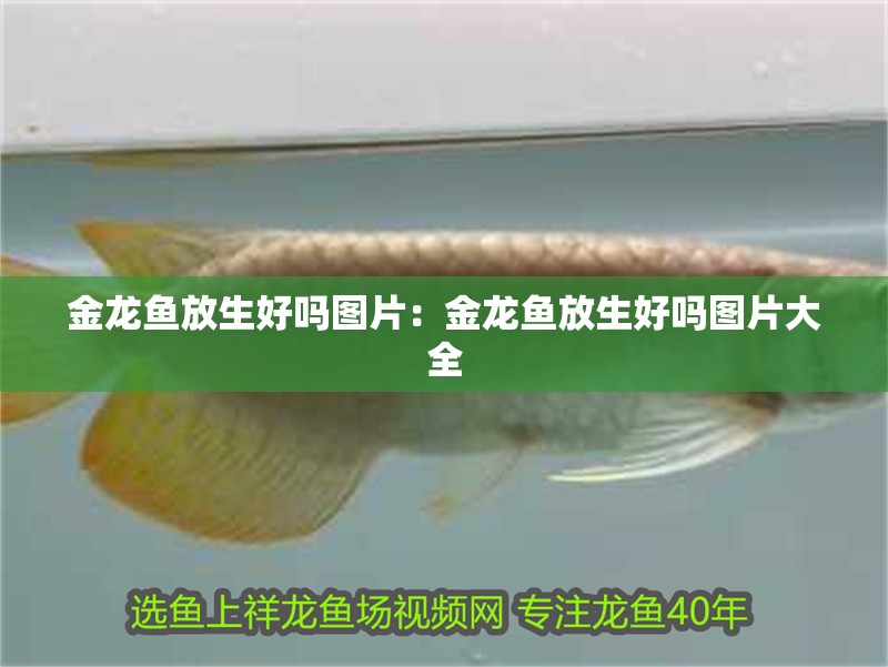 金龍魚放生好嗎圖片：金龍魚放生好嗎圖片大全