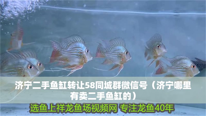 濟(jì)寧二手魚缸轉(zhuǎn)讓58同城群微信號(hào)（濟(jì)寧哪里有賣二手魚缸的）