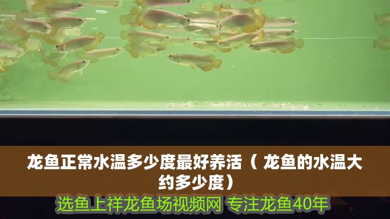 龍魚正常水溫多少度最好養活（ 龍魚的水溫大約多少度）
