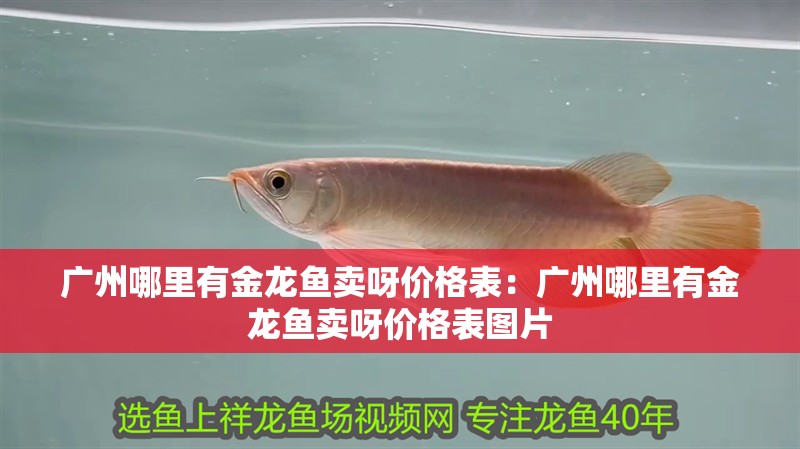 廣州哪里有金龍魚賣呀價格表：廣州哪里有金龍魚賣呀價格表圖片