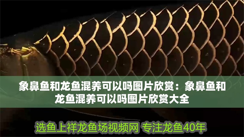 象鼻魚和龍魚混養可以嗎圖片欣賞：象鼻魚和龍魚混養可以嗎圖片欣賞大全 象鼻魚和龍魚混養可以嗎圖片欣賞：象鼻魚和龍魚混養可以嗎圖片欣賞大全 水族問答