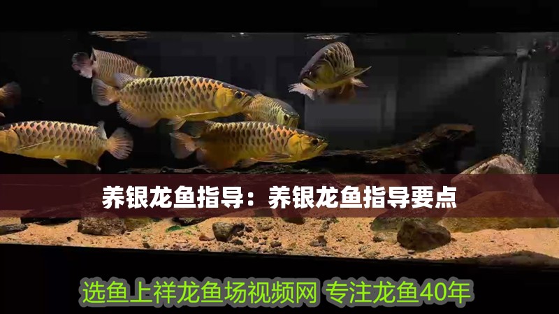 養銀龍魚指導：養銀龍魚指導要點