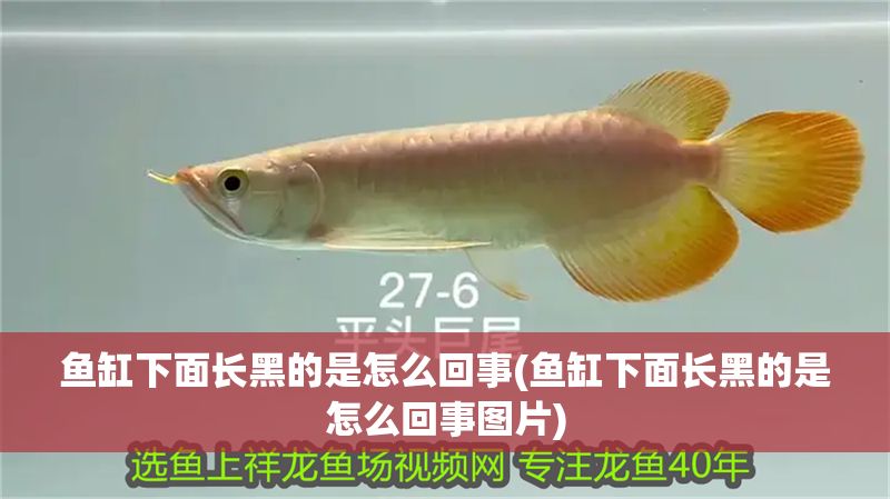 魚缸下面長黑的是怎么回事(魚缸下面長黑的是怎么回事圖片)