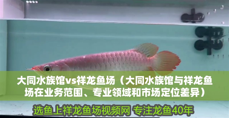 大同水族館vs祥龍魚場（大同水族館與祥龍魚場在業(yè)務(wù)范圍、專業(yè)領(lǐng)域和市場定位差異）