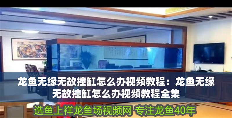 龍魚無緣無故撞缸怎么辦視頻教程:龍魚無緣無故撞缸怎么辦視頻教程全集 水族問答 龍魚無緣無故撞缸怎么辦視頻教程:龍魚無緣無故撞缸怎么辦視頻教程全集 龍魚無緣無故撞缸怎么辦視頻教程:龍魚無緣無故撞缸怎么辦視頻教程全集 水族問答