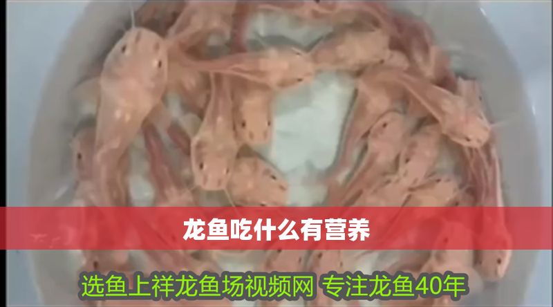 龍魚吃什么有營養 龍魚吃什么有營養 龍魚百科 第2張