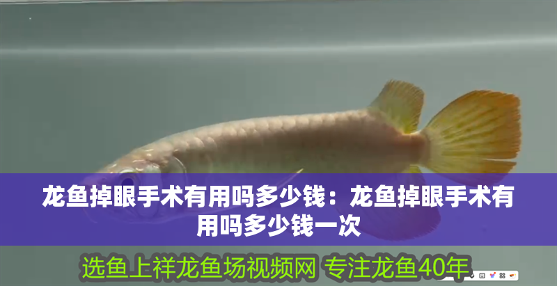 龍魚掉眼手術有用嗎多少錢：龍魚掉眼手術有用嗎多少錢一次