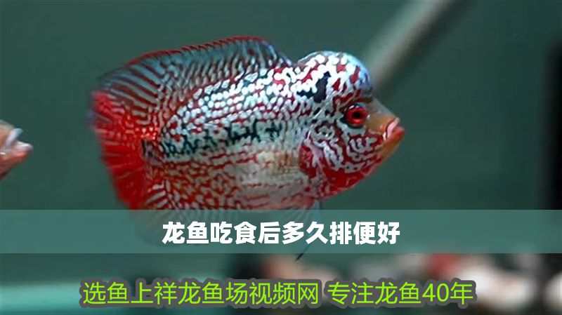 龍魚吃食后多久排便好