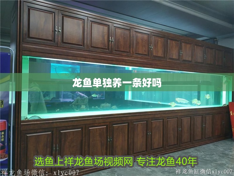 龍魚單獨(dú)養(yǎng)一條好嗎