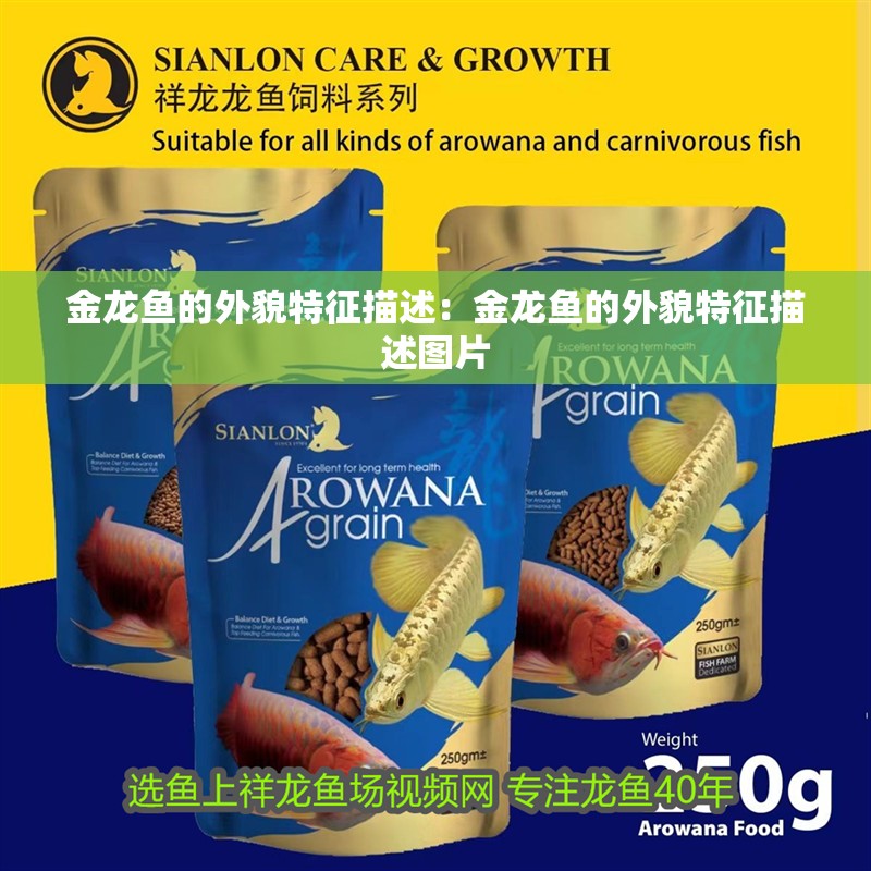 金龍魚的外貌特征描述：金龍魚的外貌特征描述圖片