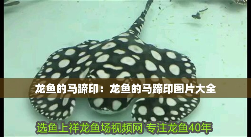 龍魚的馬蹄印：龍魚的馬蹄印圖片大全