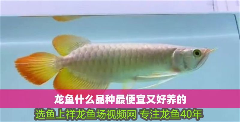 龍魚什么品種最便宜又好養(yǎng)的