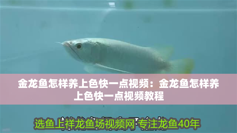 金龍魚怎樣養上色快一點視頻：金龍魚怎樣養上色快一點視頻教程