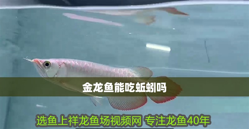 金龍魚能吃蚯蚓嗎