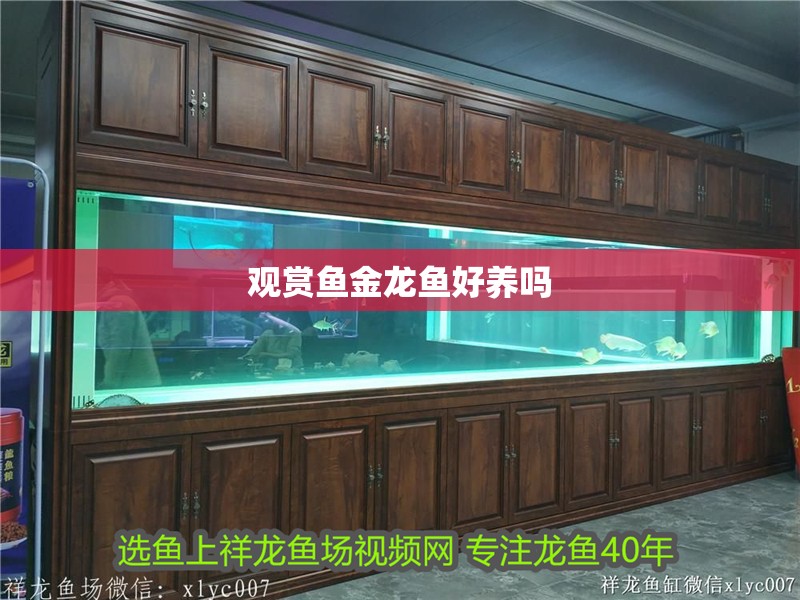 觀賞魚金龍魚好養(yǎng)嗎