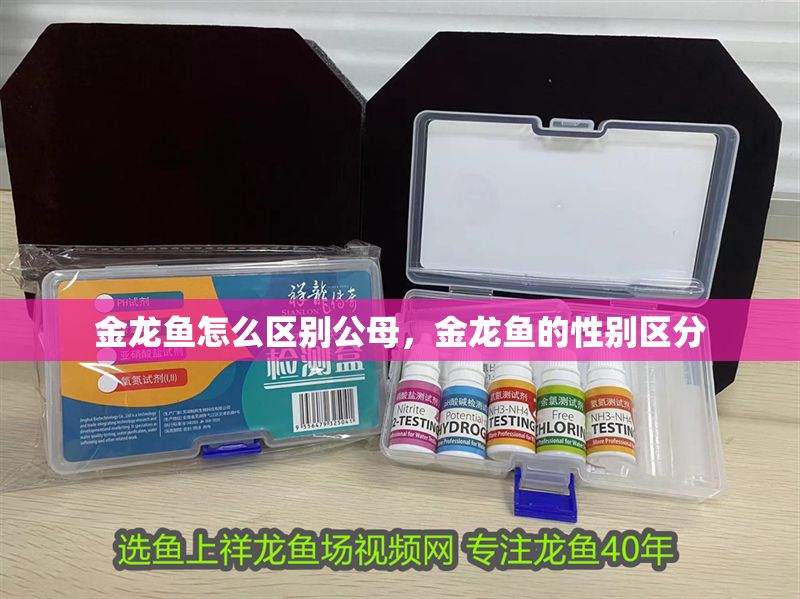 金龍魚怎么區別公母，金龍魚的性別區分