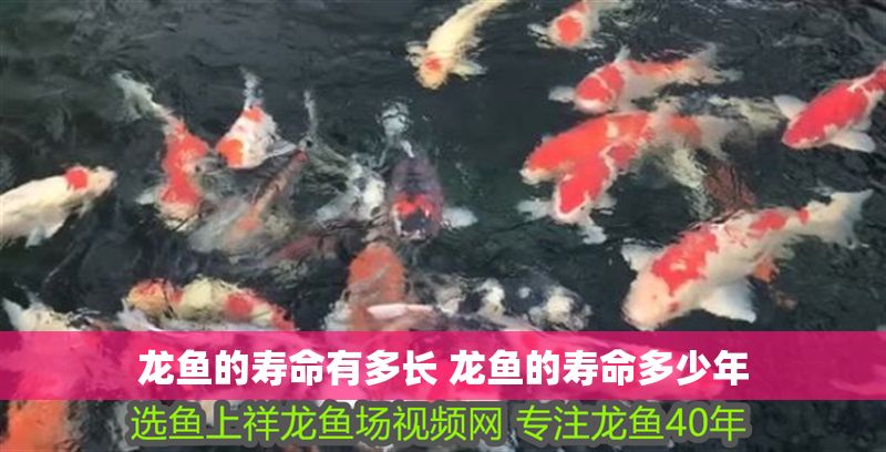 龍魚的壽命有多長(zhǎng) 龍魚的壽命多少年