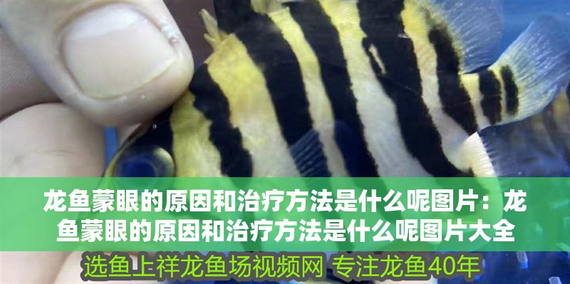龍魚蒙眼的原因和治療方法是什么呢圖片：龍魚蒙眼的原因和治療方法是什么呢圖片大全