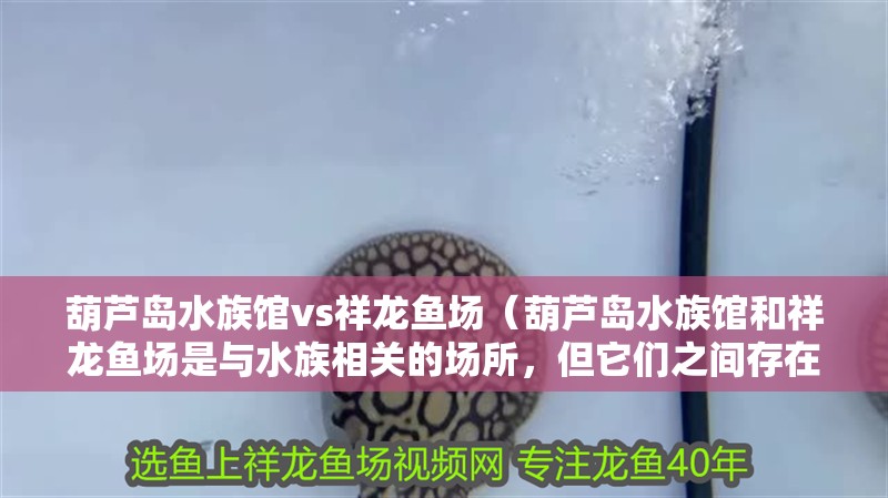 葫蘆島水族館vs祥龍魚場（葫蘆島水族館和祥龍魚場是與水族相關(guān)的場所，但它們之間存在區(qū)別）