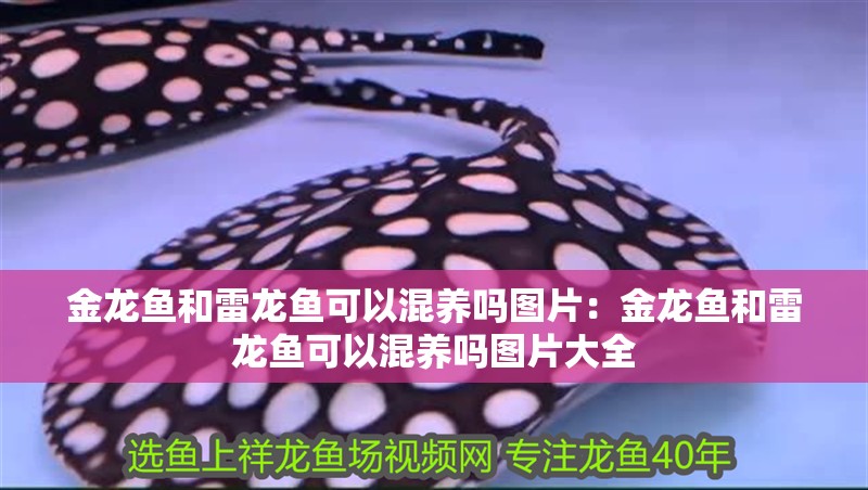 金龍魚和雷龍魚可以混養(yǎng)嗎圖片：金龍魚和雷龍魚可以混養(yǎng)嗎圖片大全