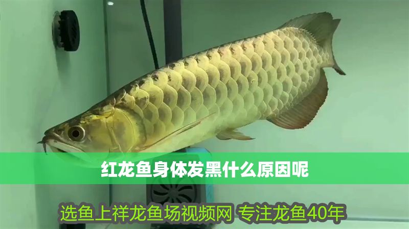 紅龍魚身體發黑什么原因呢 紅龍魚身體發黑什么原因呢 龍魚百科 第1張