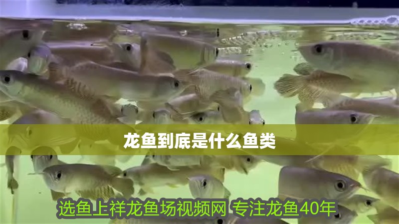 龍魚到底是什么魚類 龍魚到底是什么魚類 龍魚百科 第2張