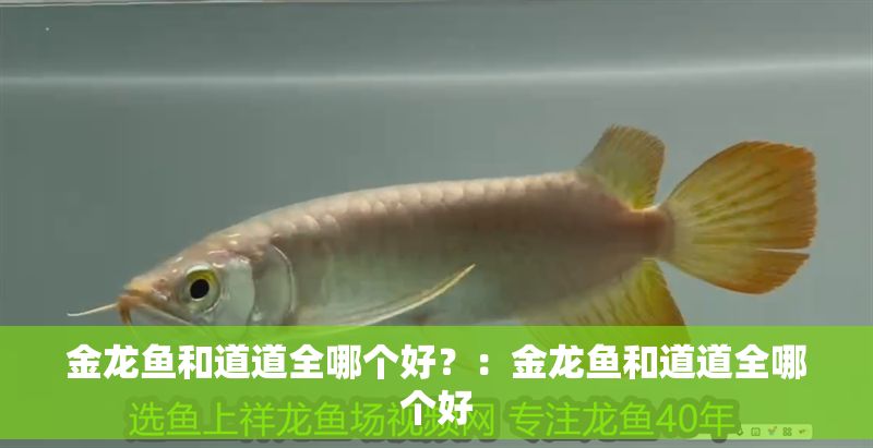 金龍魚和道道全哪個好？：金龍魚和道道全哪個好