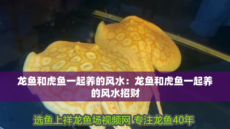 龍魚和虎魚一起養(yǎng)的風(fēng)水：龍魚和虎魚一起養(yǎng)的風(fēng)水招財(cái)