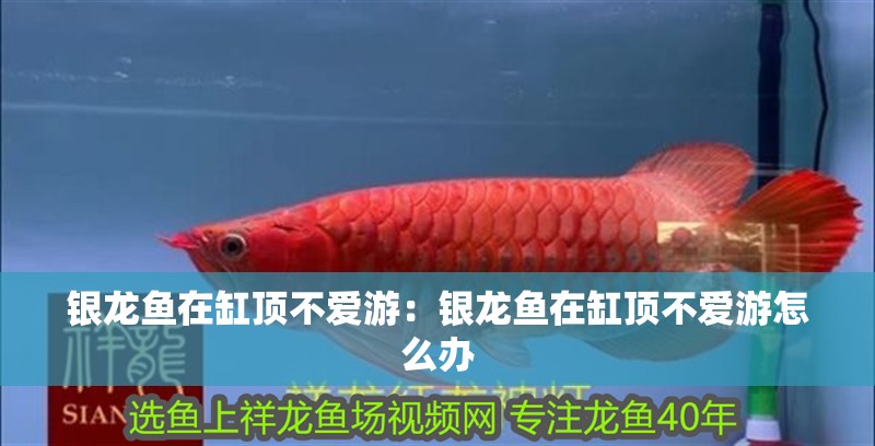銀龍魚在缸頂不愛游：銀龍魚在缸頂不愛游怎么辦