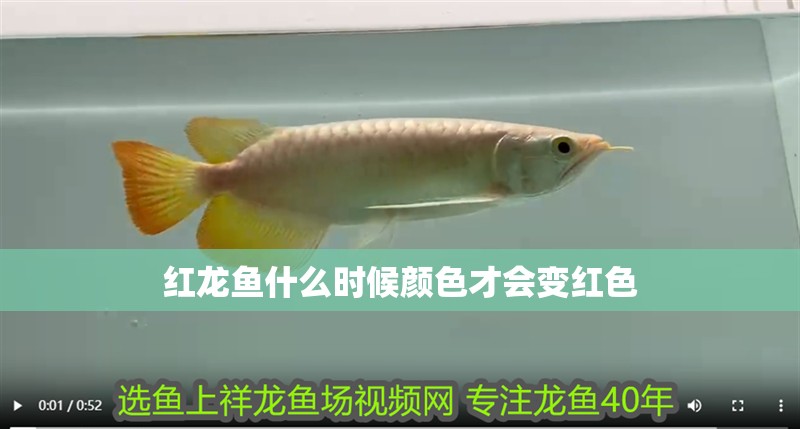 紅龍魚什么時候顏色才會變紅色