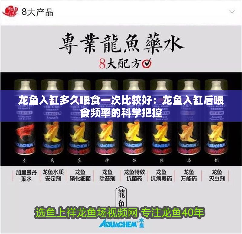 龍魚入缸多久喂食一次比較好：龍魚入缸后喂食頻率的科學把控