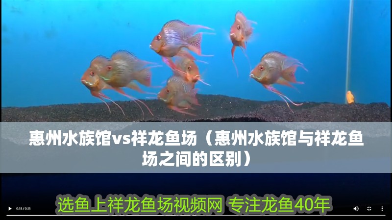 惠州水族館vs祥龍魚場（惠州水族館與祥龍魚場之間的區別）