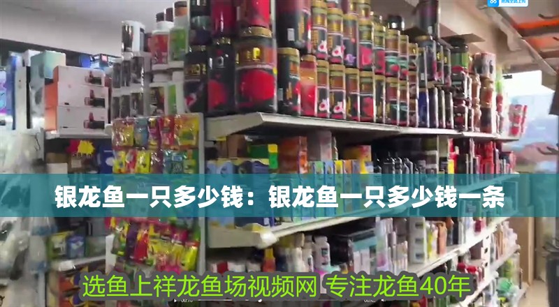 銀龍魚一只多少錢：銀龍魚一只多少錢一條 銀龍魚一只多少錢：銀龍魚一只多少錢一條 水族問答