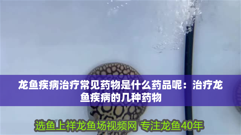 龍魚疾病治療常見藥物是什么藥品呢：治療龍魚疾病的幾種藥物
